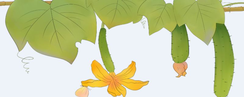 孕妇梦见结了好多黄瓜是什么意思 梦见结了好多黄瓜预兆什么